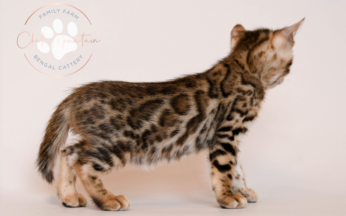 Bengal kitten for sale